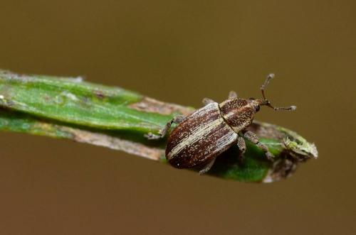 Réf. 179 556 : Tychius parallelus